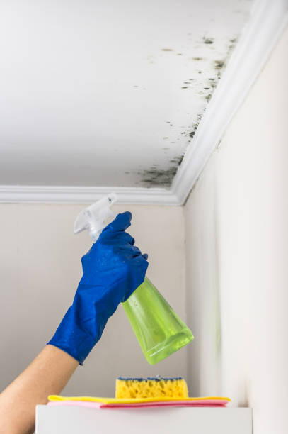 Best Black Mold Removal  in Hunter, TN